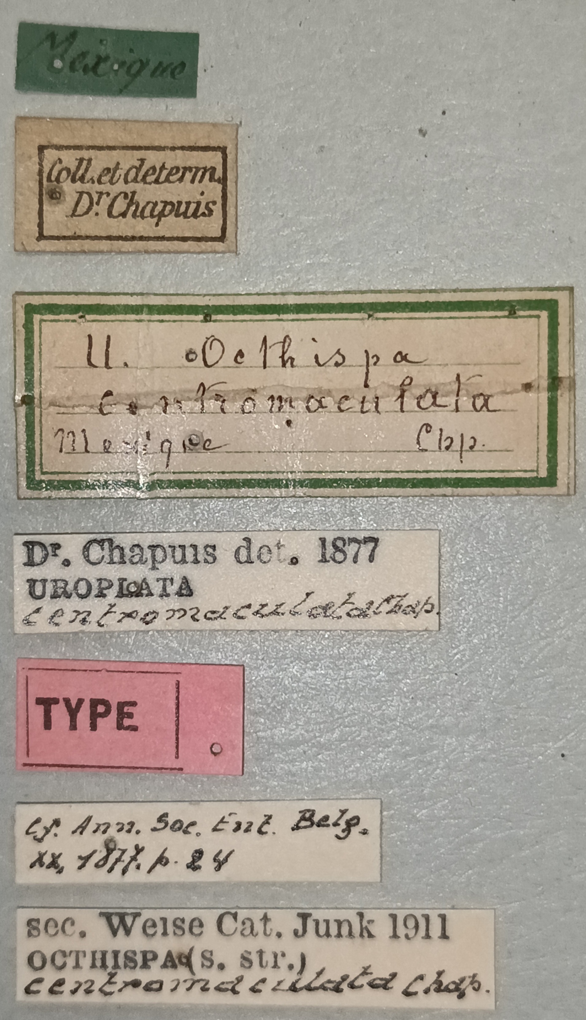 Octhispa centromaculata T Labels.jpg