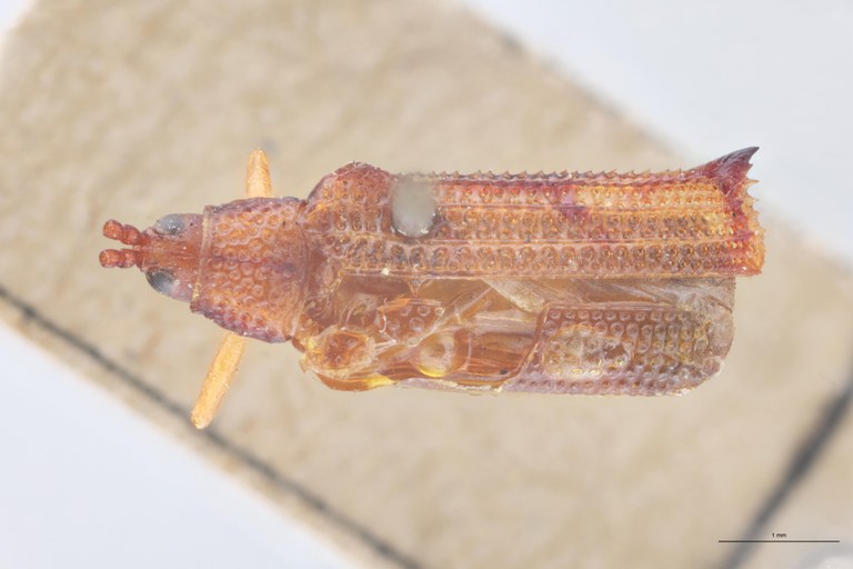 Octhispa elongata T D.jpg