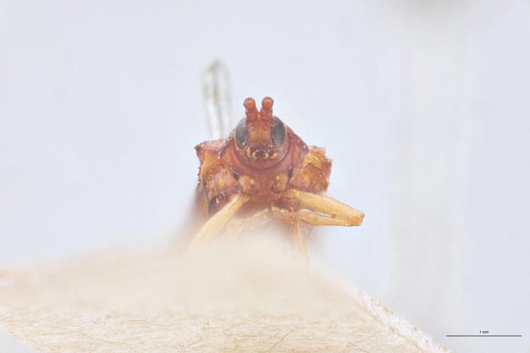 Octhispa elongata T F-V.jpg