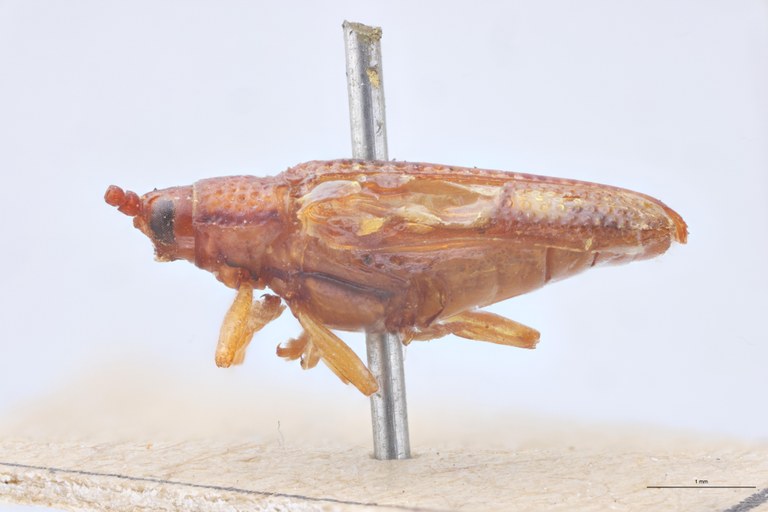 Octhispa elongata T L.jpg