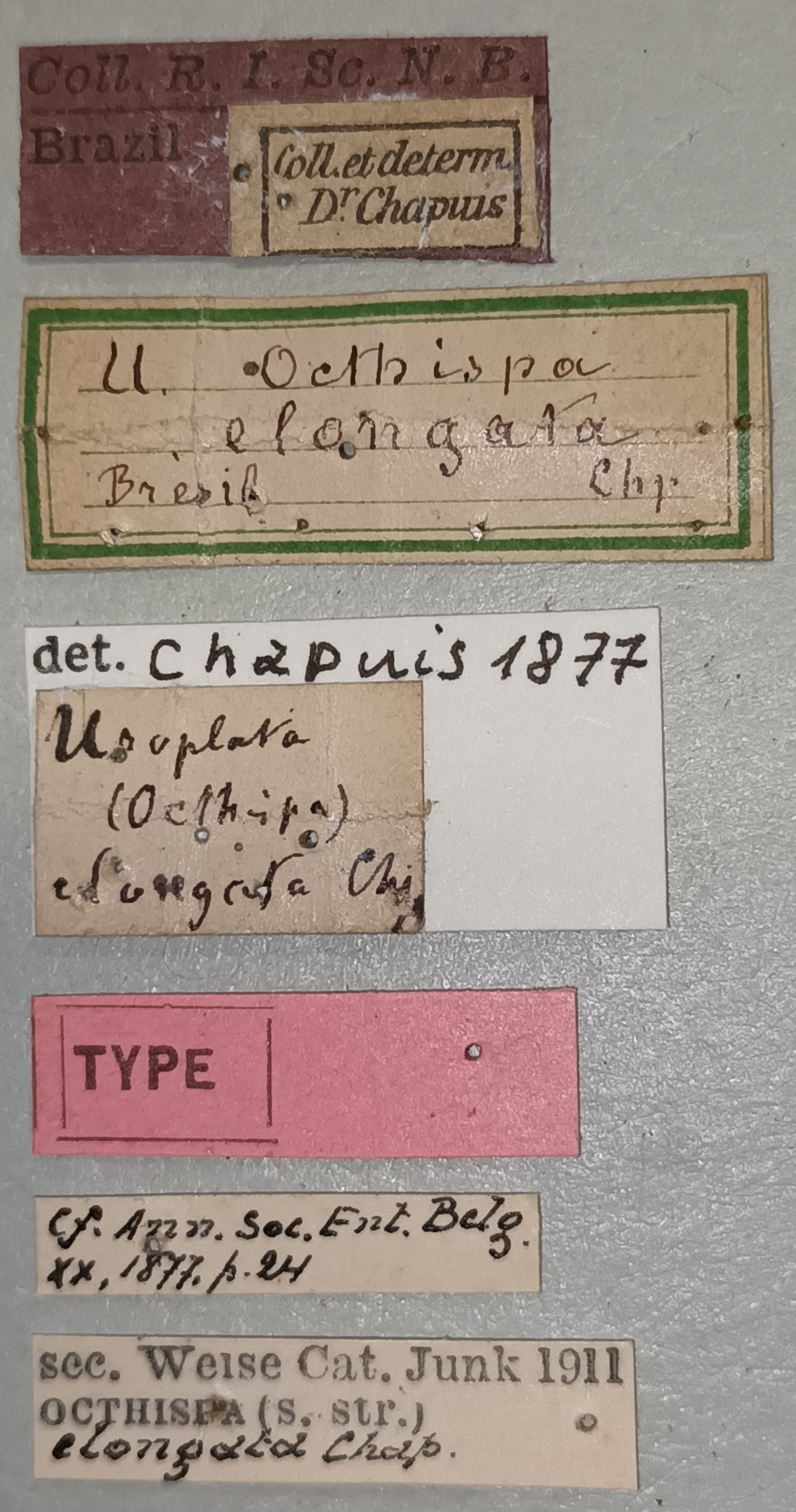 Octhispa elongata T Labels.jpg