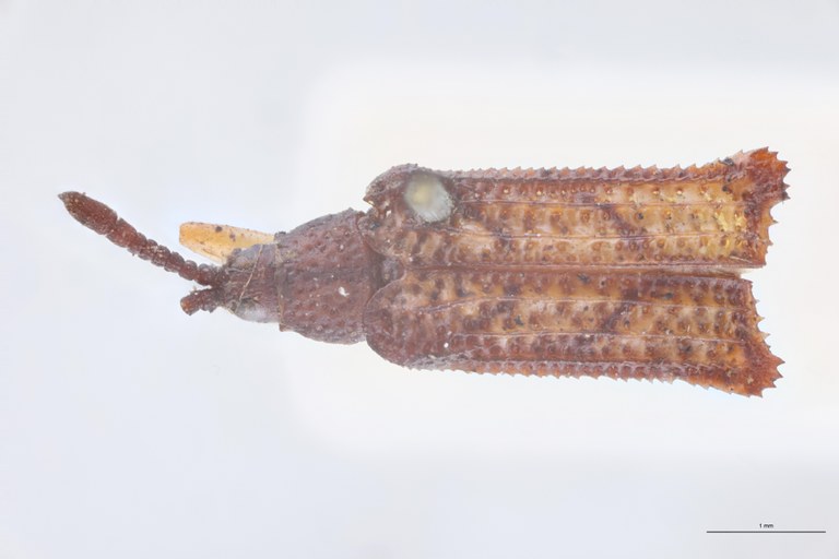 Octhispa fossulata T D.jpg