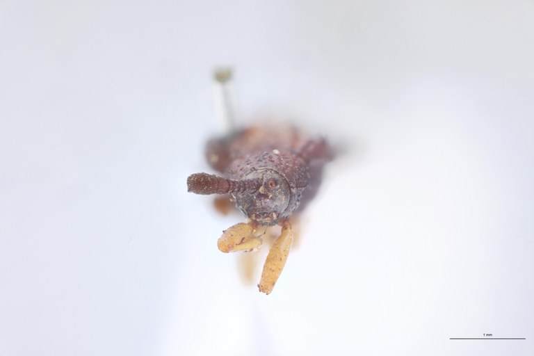 Octhispa fossulata T F.jpg