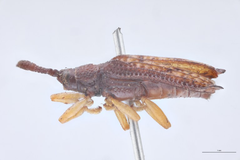 Octhispa fossulata T L.jpg