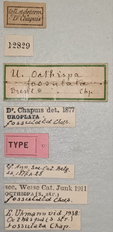 Octhispa fossulata T Labels.jpg
