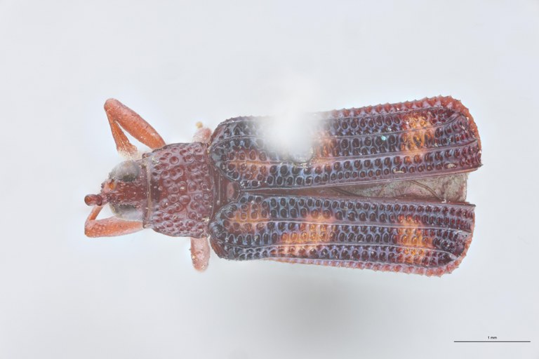 Octhispa gemmata plagipennis T D.jpg