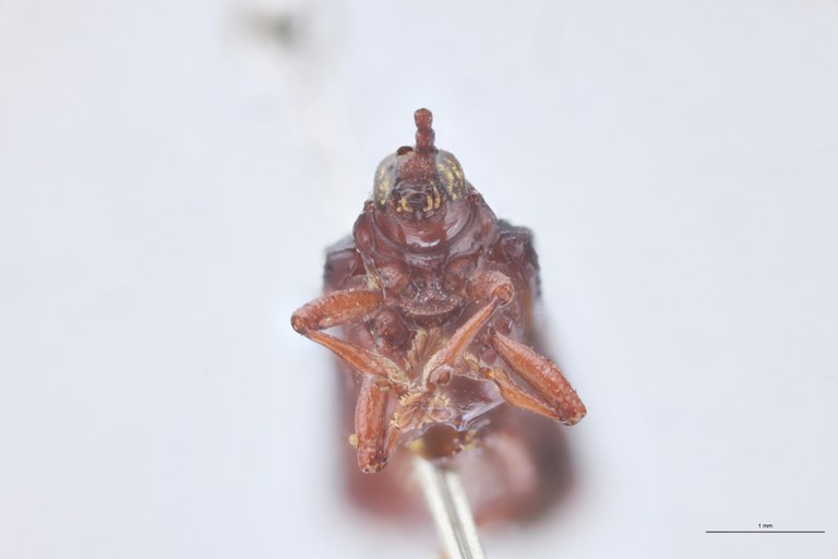Octhispa gemmata plagipennis T F-V.jpg