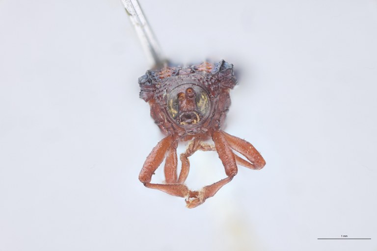 Octhispa gemmata plagipennis T F.jpg