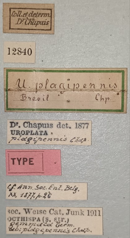 Octhispa gemmata plagipennis T Labels.jpg