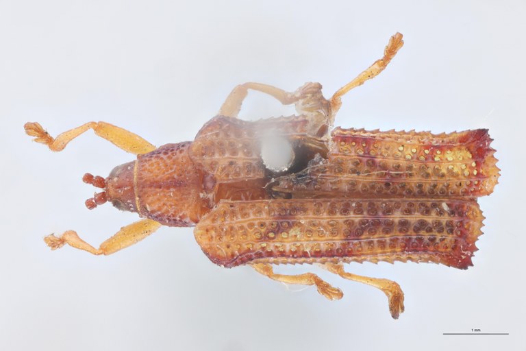 Octhispa humerosa T D.jpg