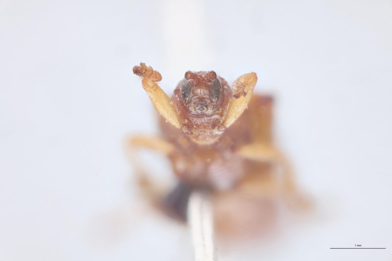 Octhispa humerosa T F-V.jpg