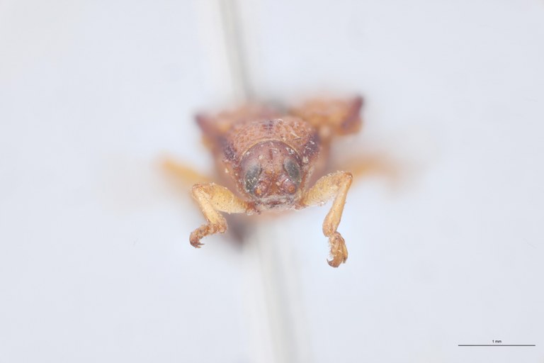 Octhispa humerosa T F.jpg