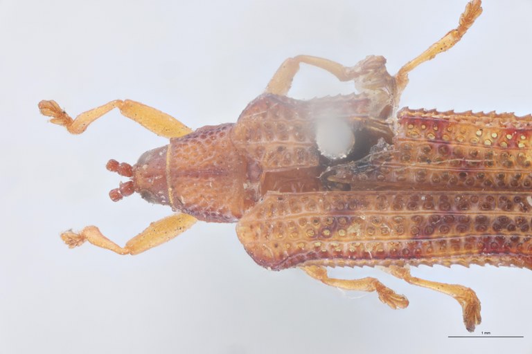 Octhispa humerosa T Head-Close-Up.jpg