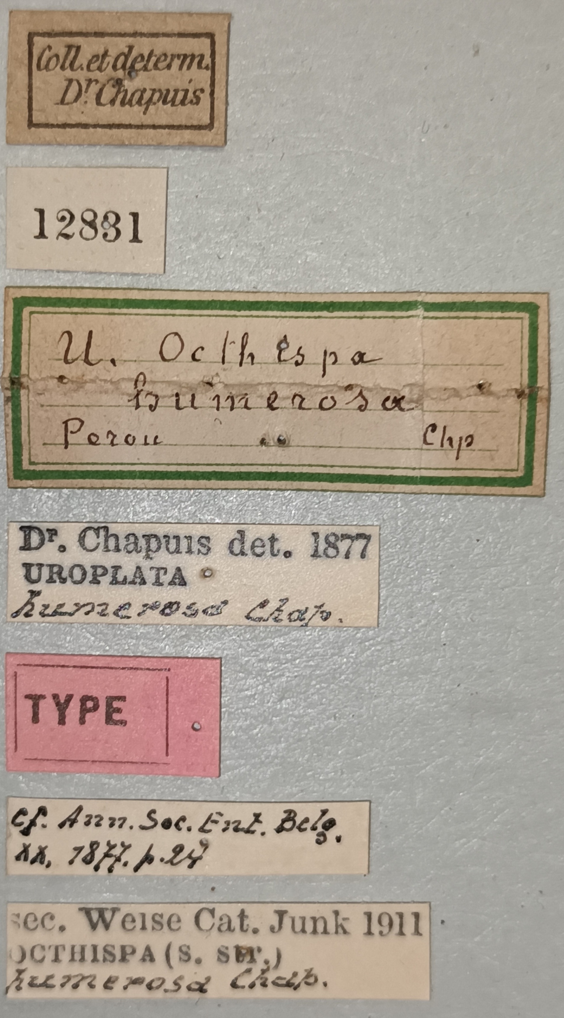 Octhispa humerosa T Labels.jpg