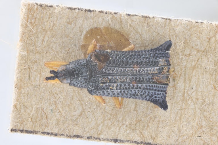 Octhispa lucida T D.jpg