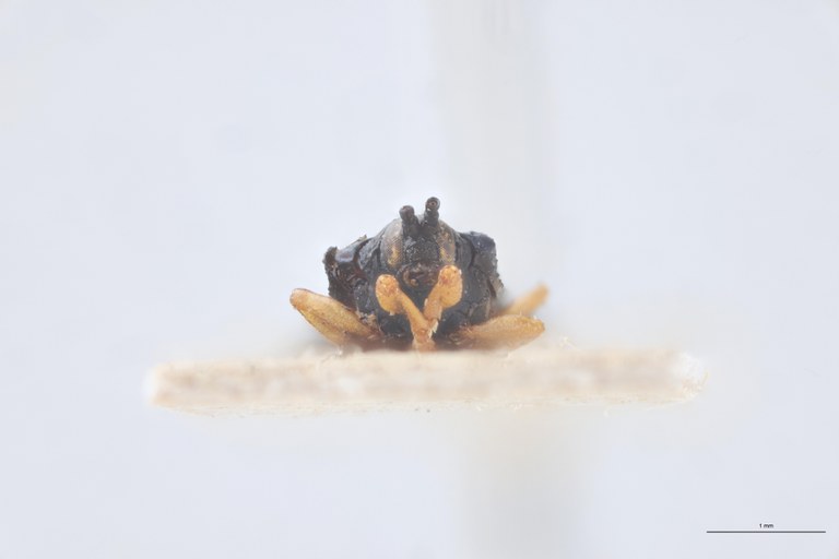 Octhispa lucida T F-V.jpg