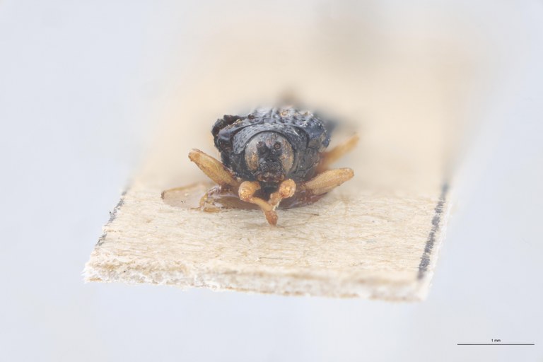 Octhispa lucida T F.jpg