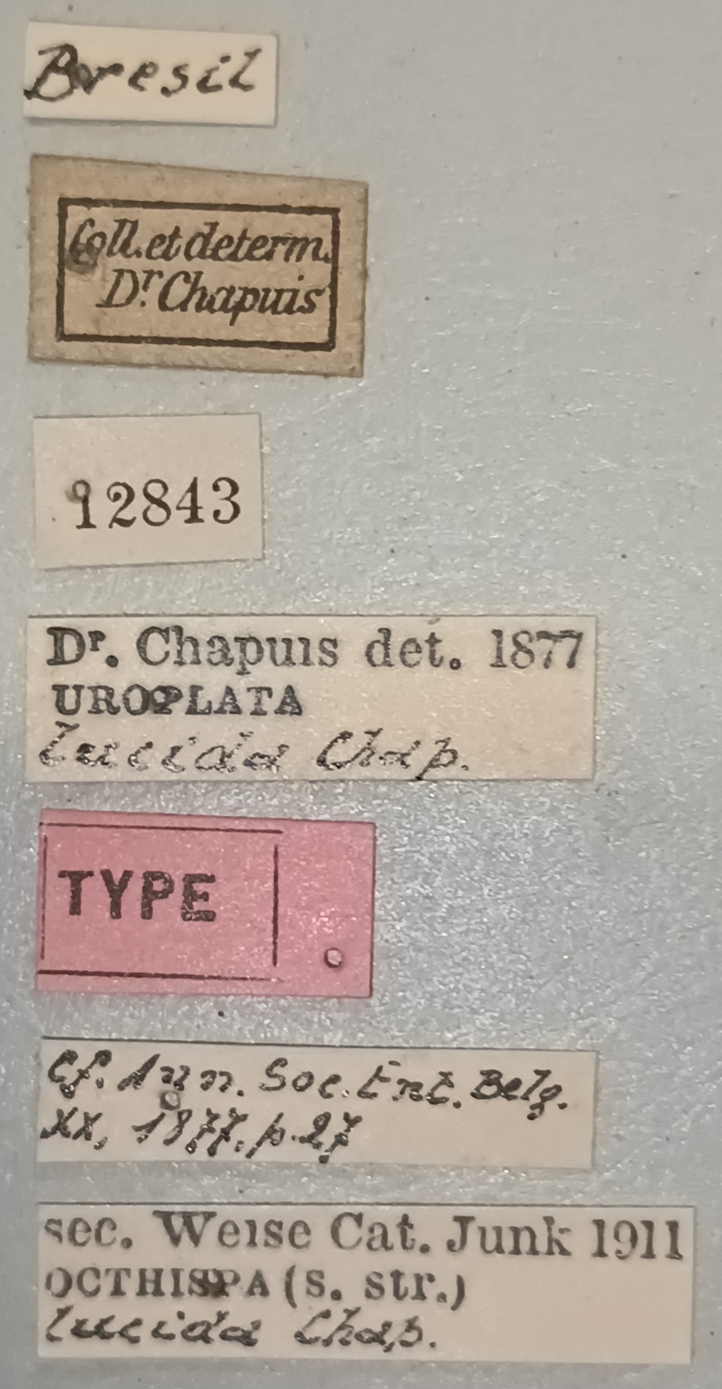 Octhispa lucida T Labels.jpg