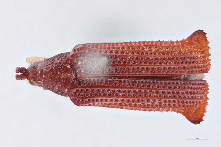 Octhispa pallipes T D.jpg