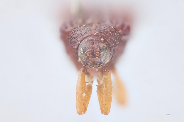 Octhispa pallipes T F.jpg