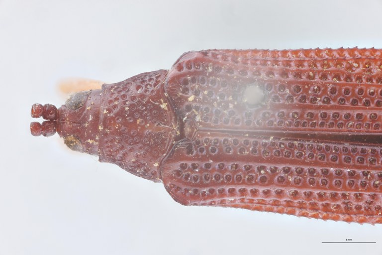 Octhispa pallipes T Head-Close-Up.jpg