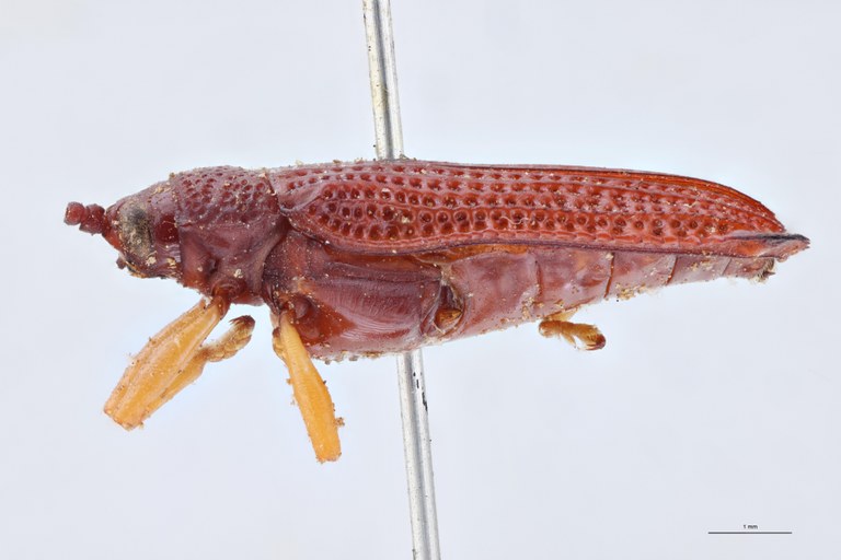 Octhispa pallipes T L.jpg