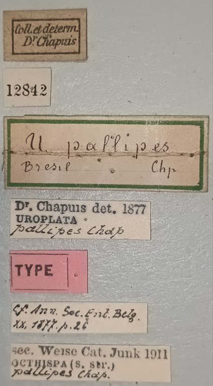 Octhispa pallipes T Labels.jpg