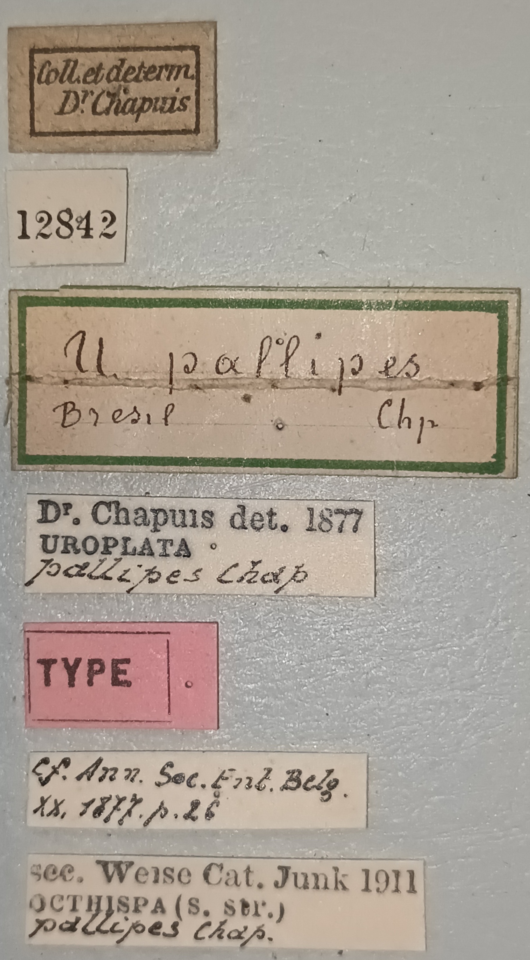 Octhispa pallipes T Labels.jpg