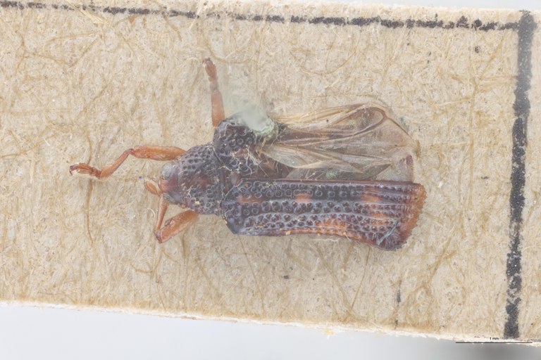 Octhispa picta Ex-T D.jpg