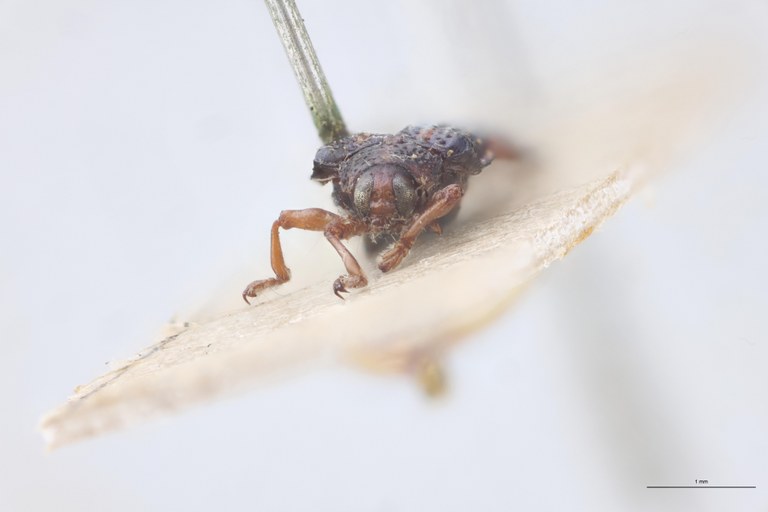 Octhispa picta Ex-T F.jpg