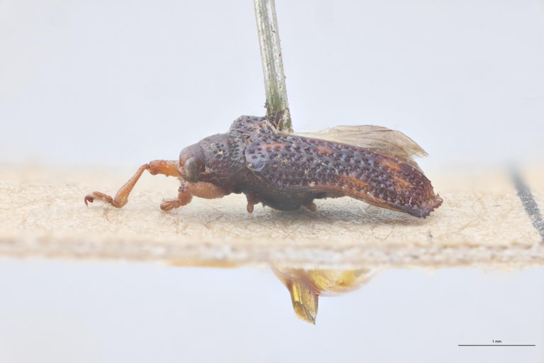 Octhispa picta Ex-T L.jpg