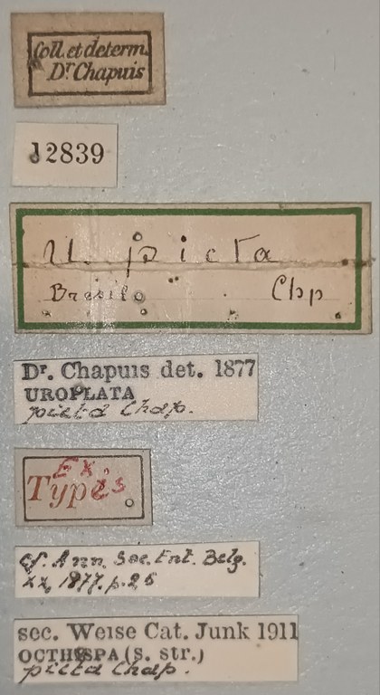 Octhispa picta Ex-T Labels.jpg