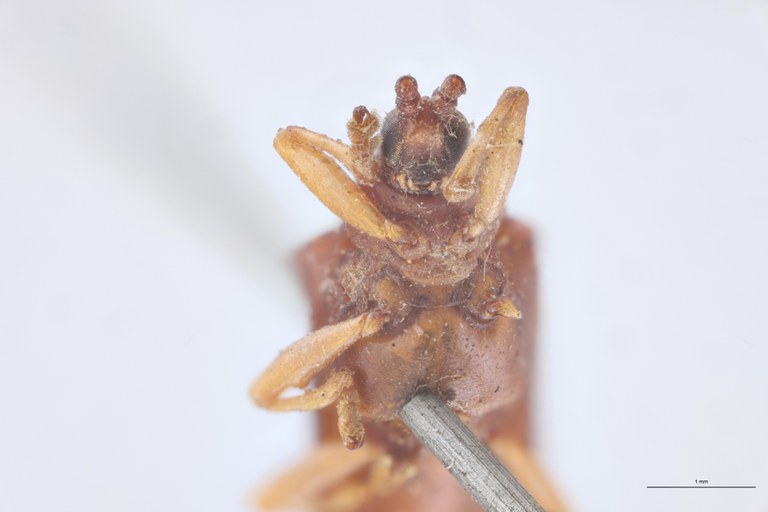 Octhispa pustulata T F-V.jpg