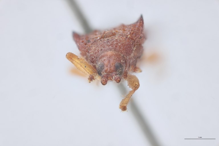 Octhispa pustulata T F.jpg