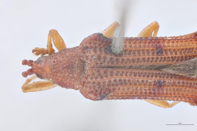 Octhispa pustulata T Head-Close-Up.jpg