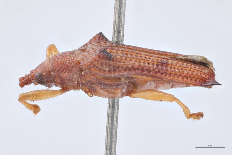Octhispa pustulata T L.jpg