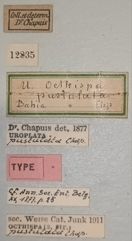 Octhispa pustulata T Labels.jpg