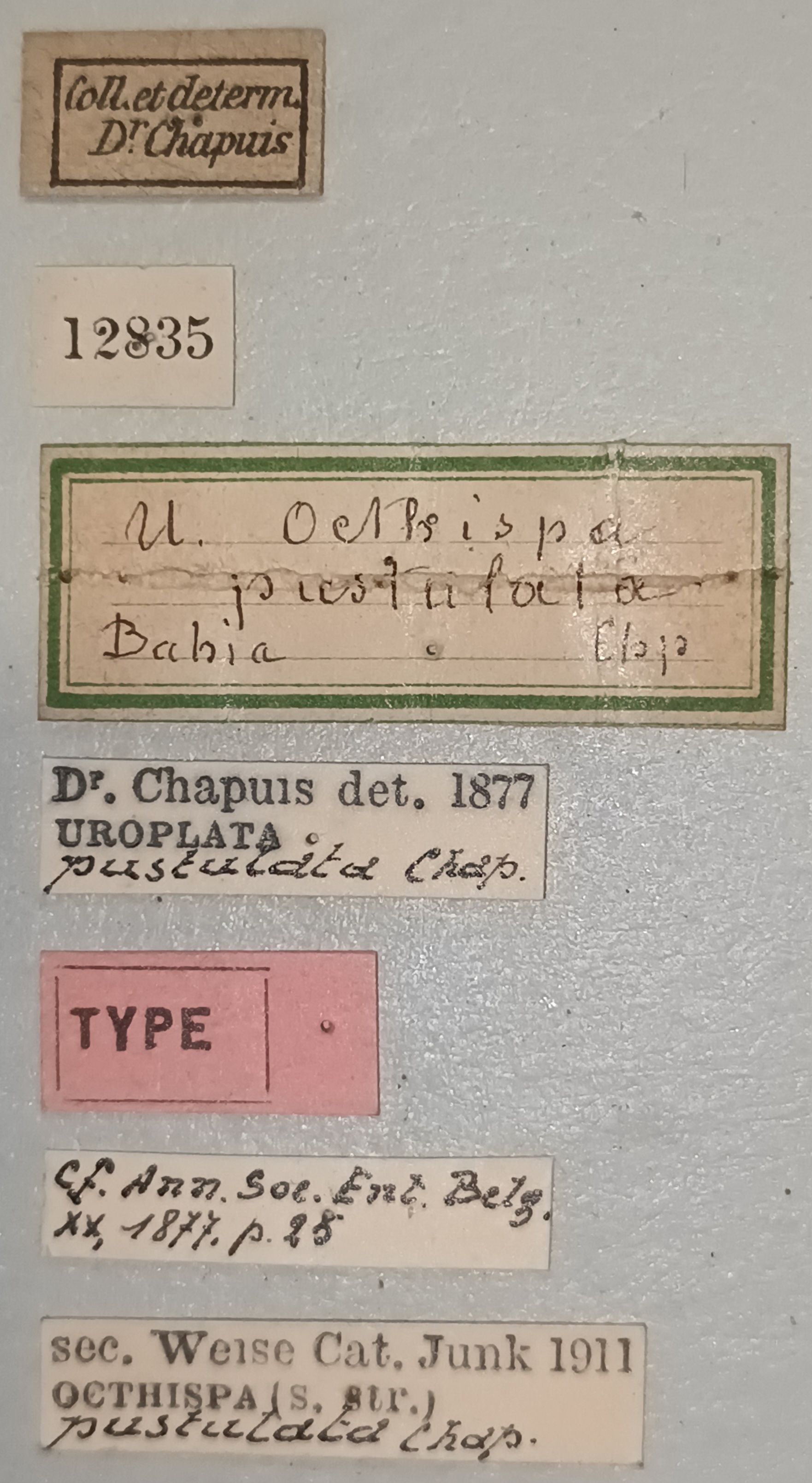 Octhispa pustulata T Labels.jpg
