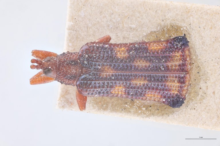 Octhispa severini T D.jpg