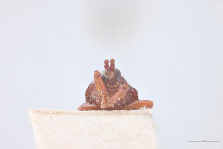 Octhispa severini T F-V.jpg