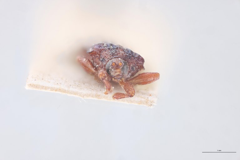 Octhispa severini T F.jpg