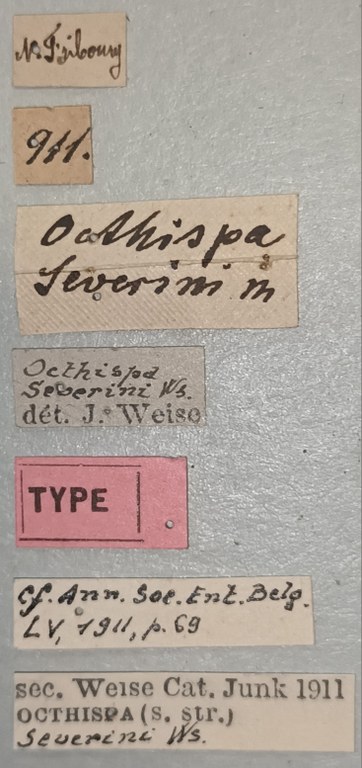 Octhispa severini T Labels.jpg