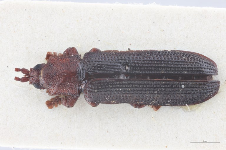 Octodonta depressa T D.jpg