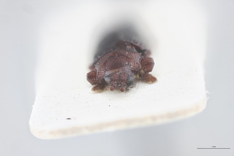 Octodonta depressa T F.jpg