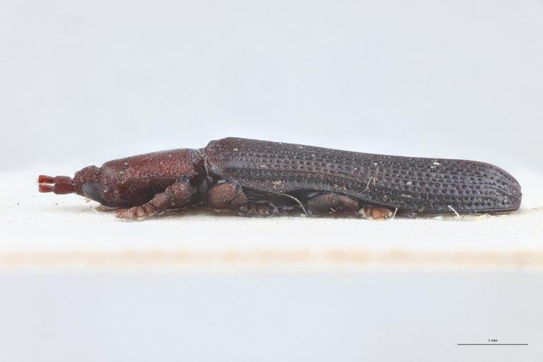 Octodonta depressa T L.jpg