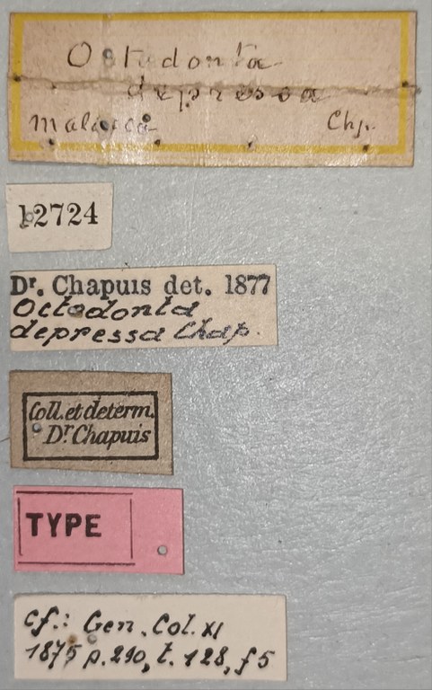 Octodonta depressa T Labels.jpg