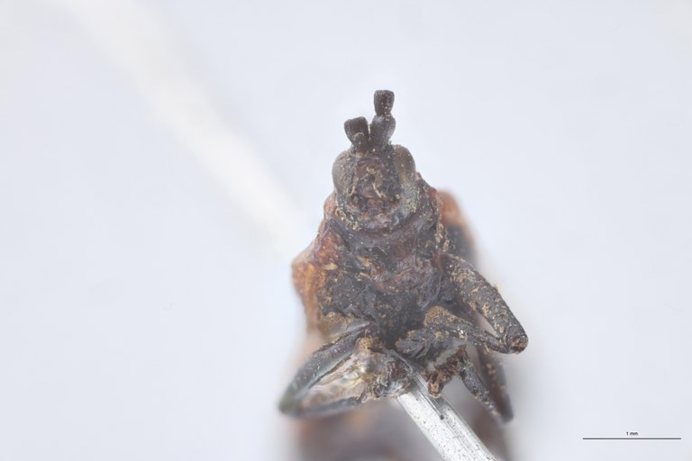 Pentispa explanata T F-V.jpg