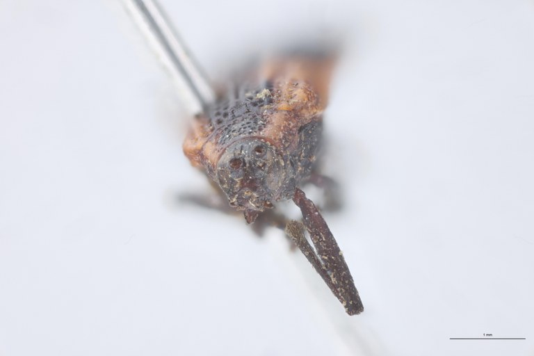 Pentispa explanata T F.jpg