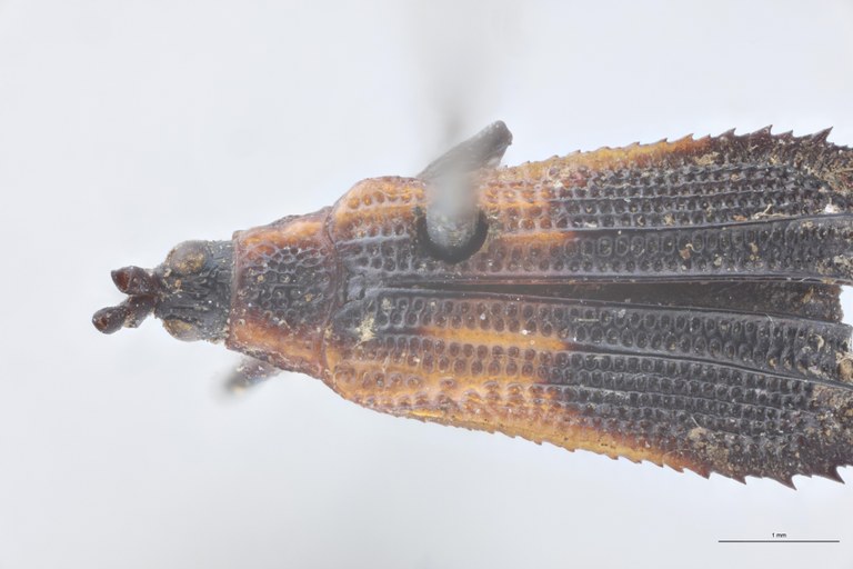 Pentispa explanata T Head-Close-Up.jpg