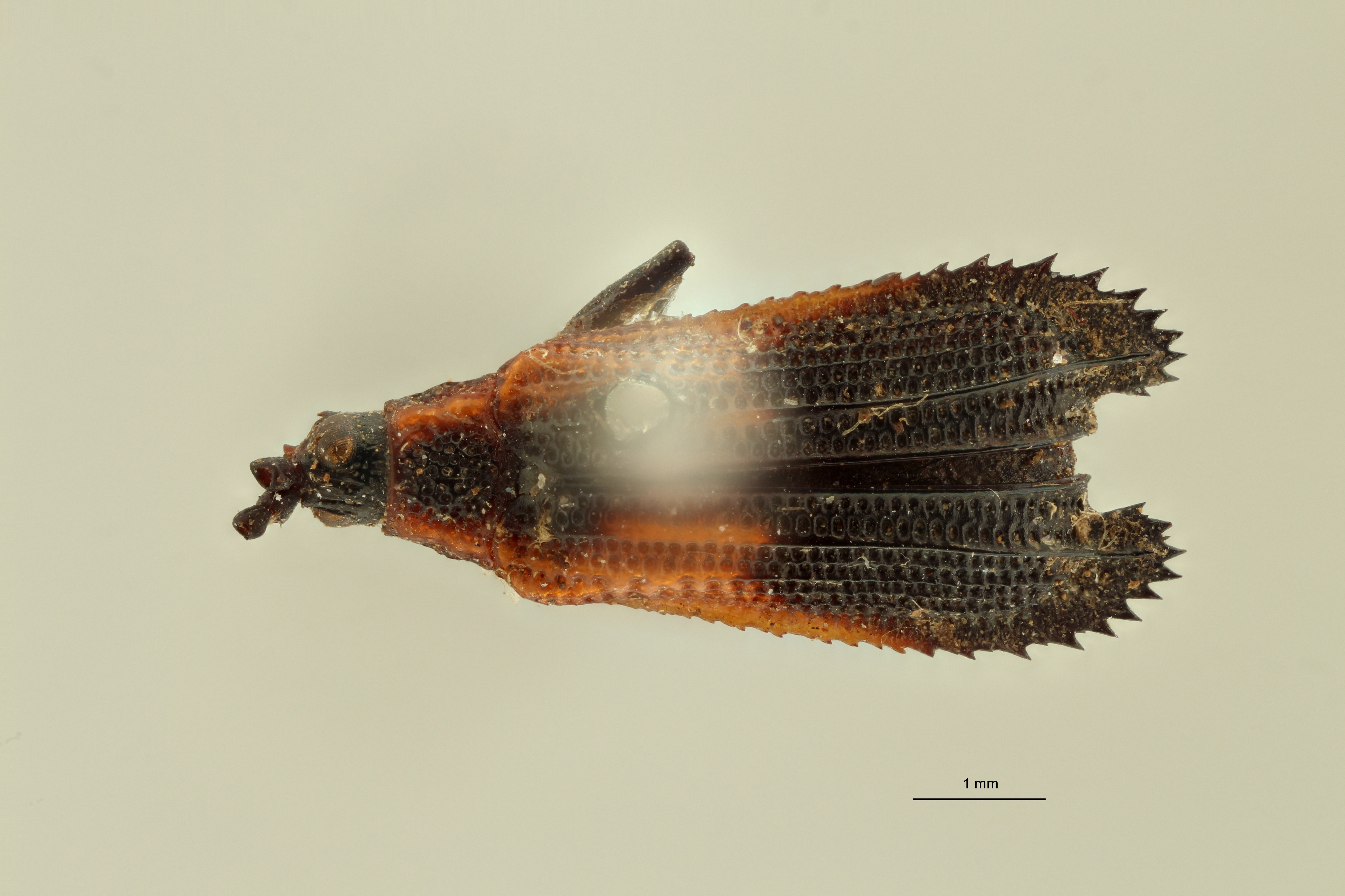 Pentispa explanata t D ZS PMax.jpg